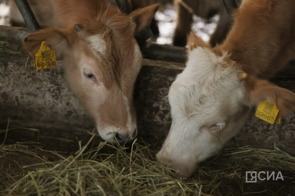 В Якутии начался прием документов на грант «Агромотиватор»