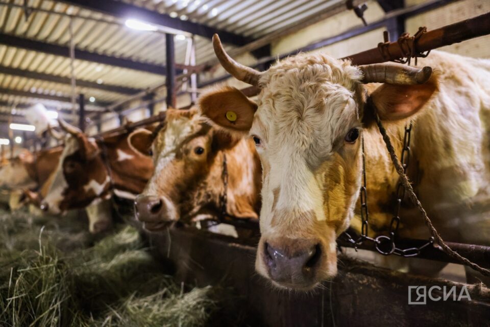 Саха(Якутия)стат опубликовал предварительные данные по животноводству