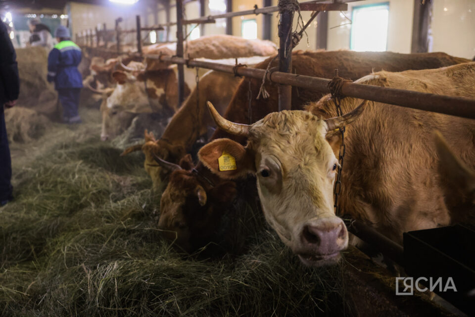 В Якутии проводятся мероприятия по предотвращению распространения пастереллеза