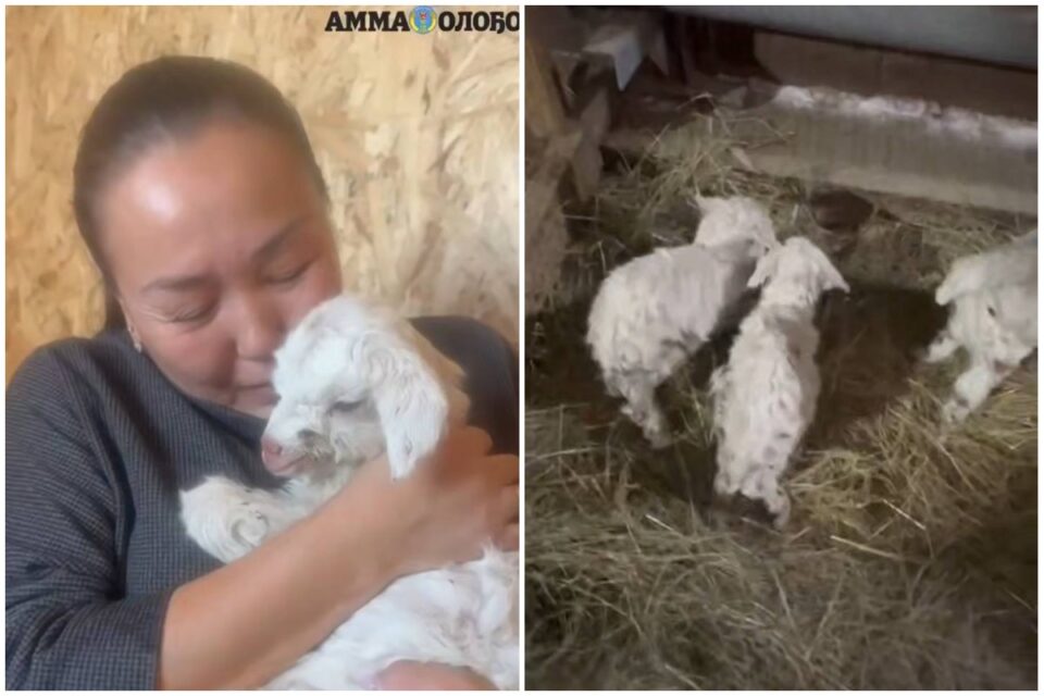 Видео: в Амгинском районе Якутии коза родила тройню