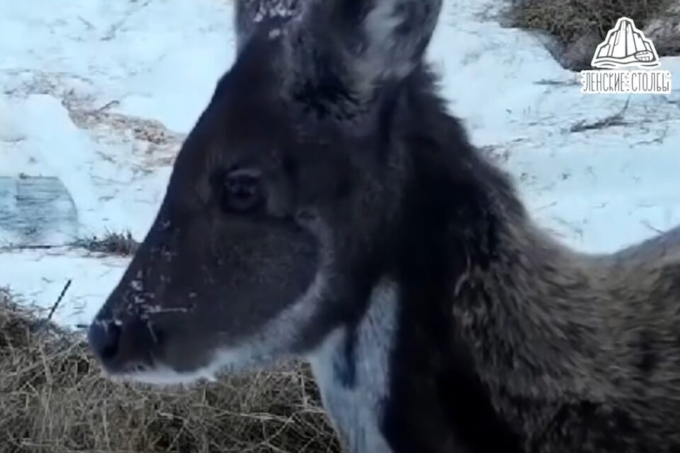 Травоядное с клыками: кабарга попала на фотоловушку в Якутии