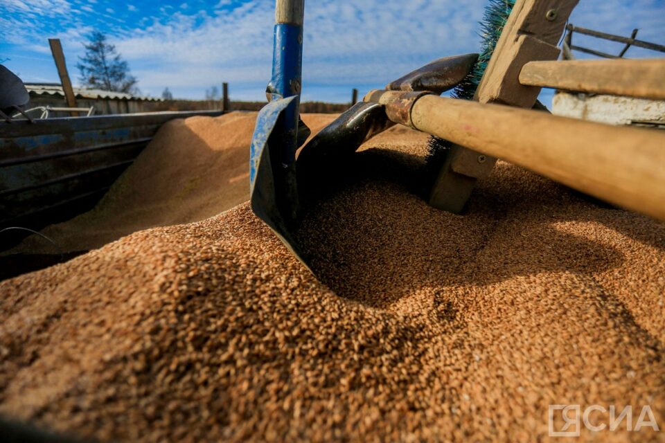 В Якутии заготовили 87% необходимого объема кормов для зимовки скота