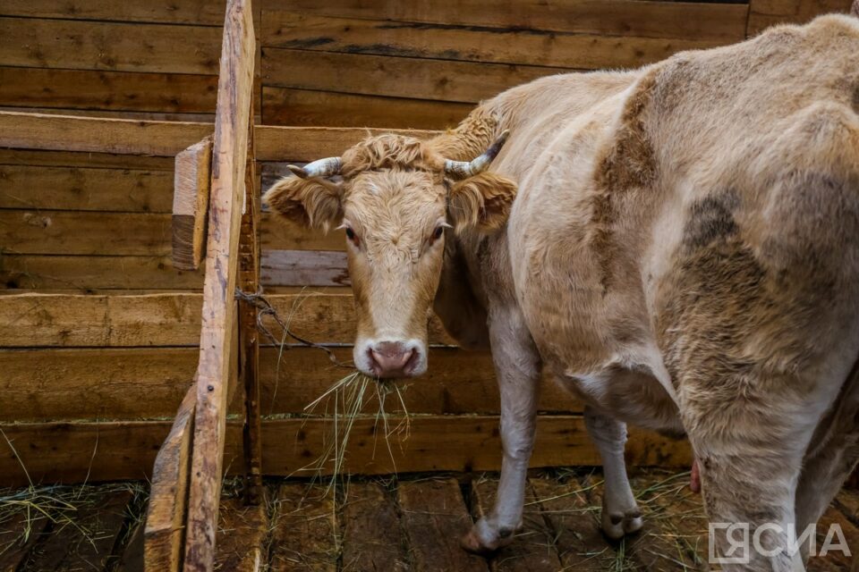 В Якутии зимовка скота и лошадей проходит стабильно