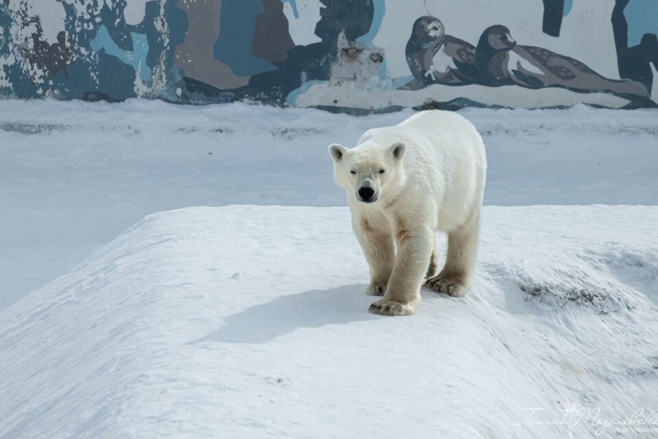 Огромный торт из мороженого подарят белым медведям в якутском зоопарке