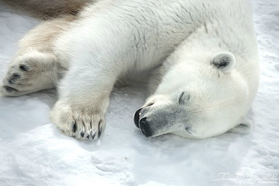 В якутском зоопарке прокомментировали информацию о сбежавшем белом медведе