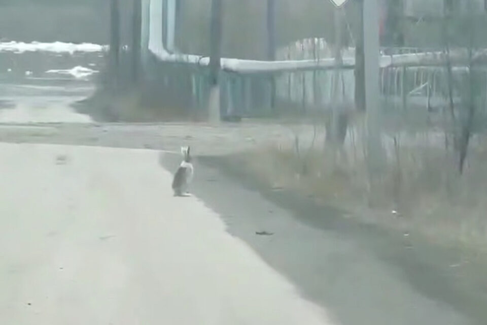 Видео: в центре Хандыги заметили зайца