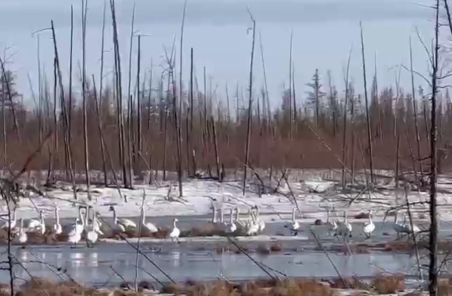 Стаю лебедей сняли на видео в Верхнеколымском районе