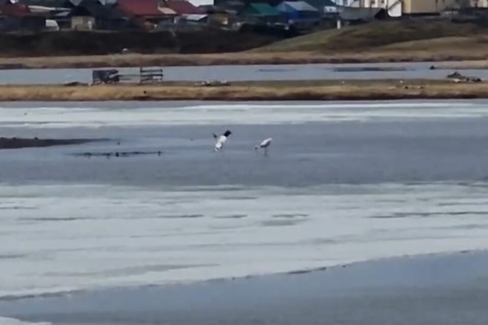Видео. Стерхи залетели в село Чурапча