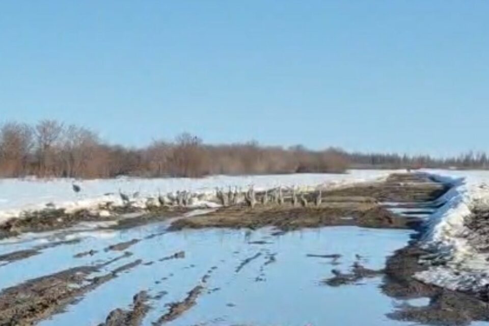 Стаю журавлей сняли на видео в Среднеколымском районе