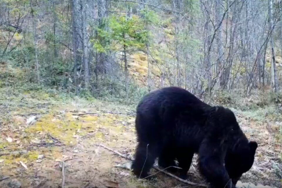 Медведи попали в объектив фотоловушки в нацпарке Якутии