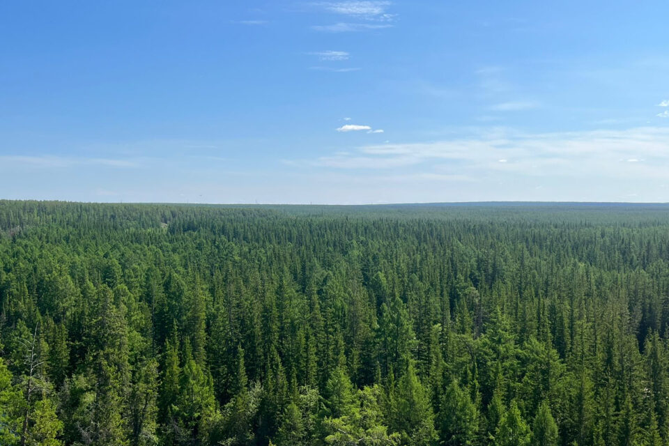 Лесные пожары на площади 37 тысяч га ликвидировали в Якутии