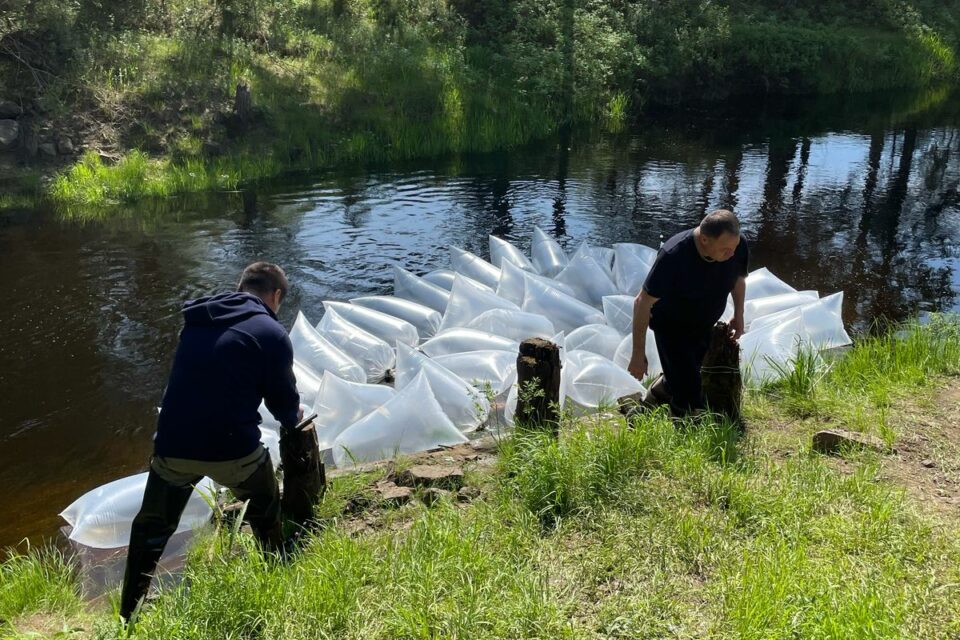 «Полюс Алдан» вновь участвует в зарыблении водоемов Якутии