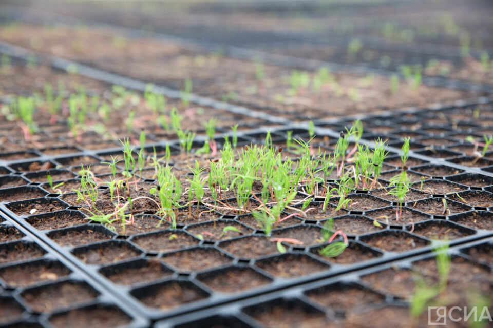 Лунный календарь для садоводов: научный взгляд на народные приметы