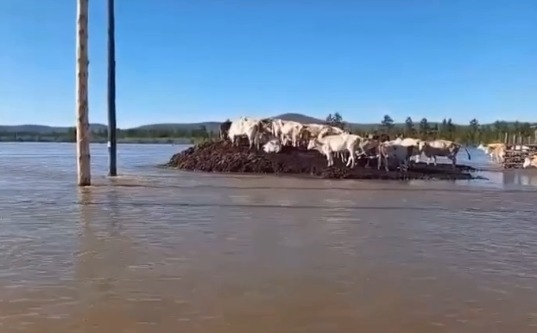 В Оймяконском районе высокая вода отрезала доступ к отогнанным коровам
