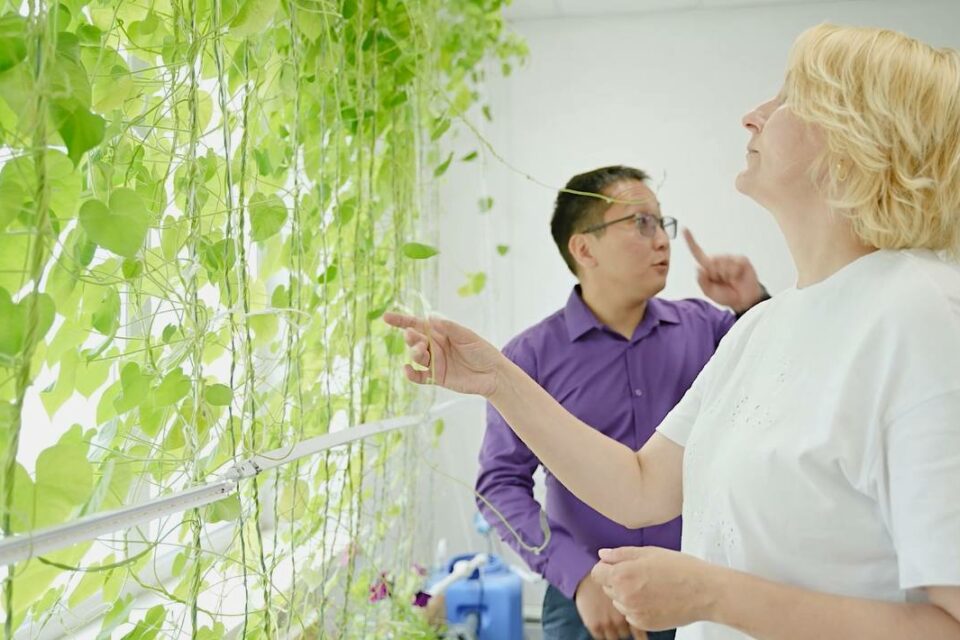 Вертикальное озеленение планируют внедрить в Якутске