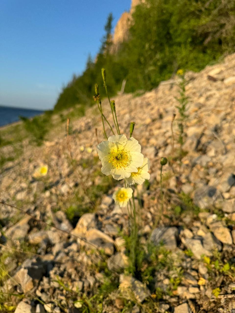 мак якутский