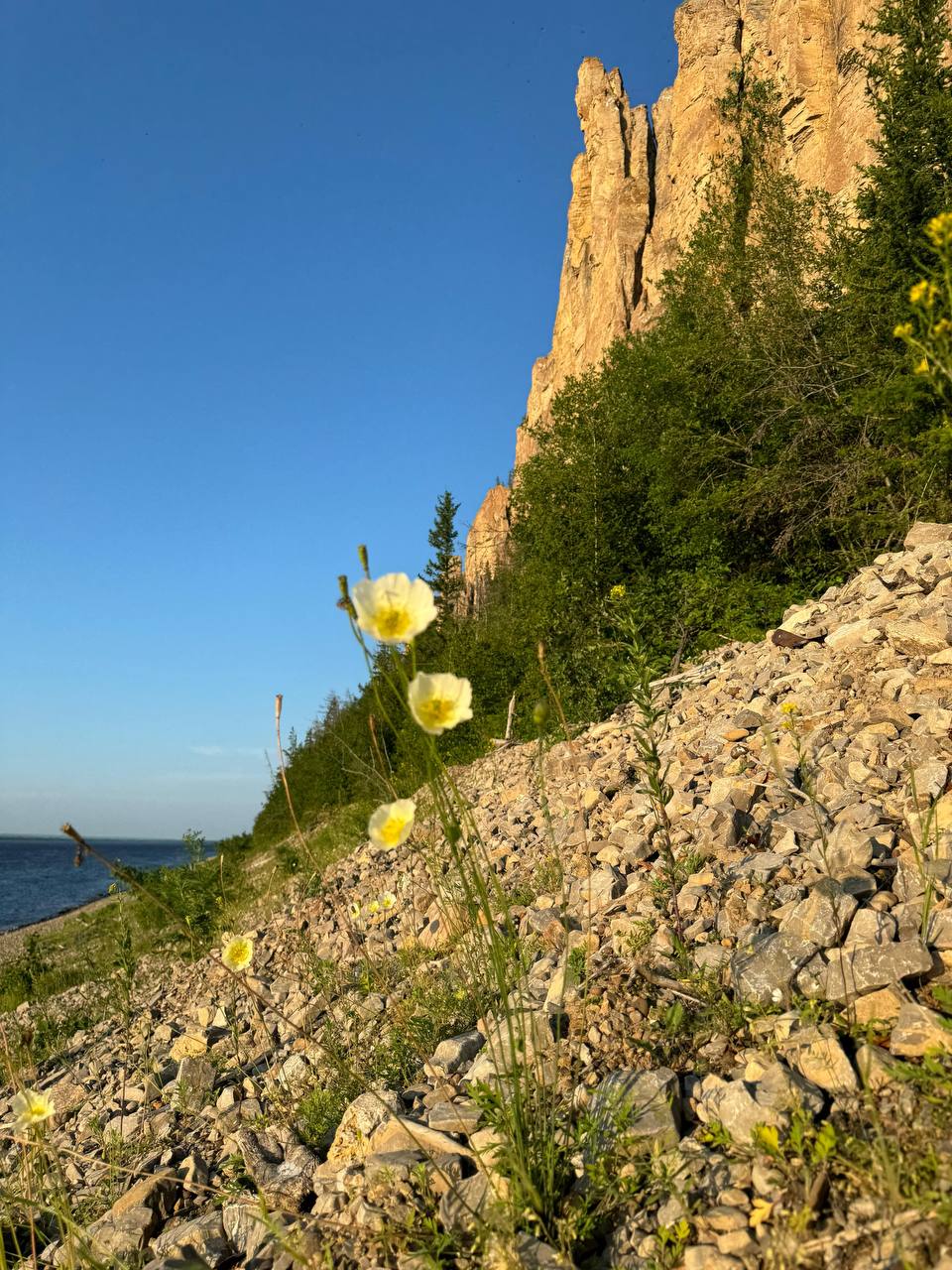 мак якутский