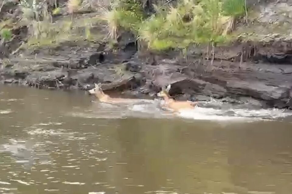 В Якутии сняли на видео, как два лосенка прыгнули в реку
