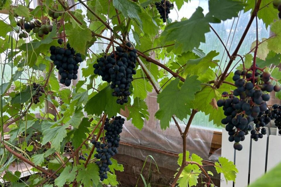 Виноградный бум: агрошкола в Якутии получила богатый урожай