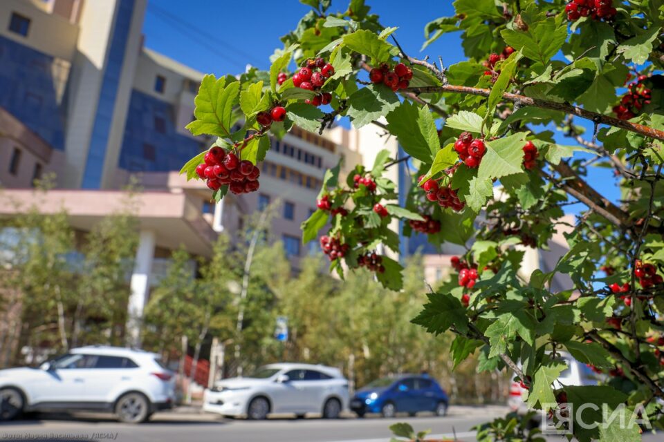 Солнечно и до +29 градусов: прогноз погоды в Якутии на 21 августа
