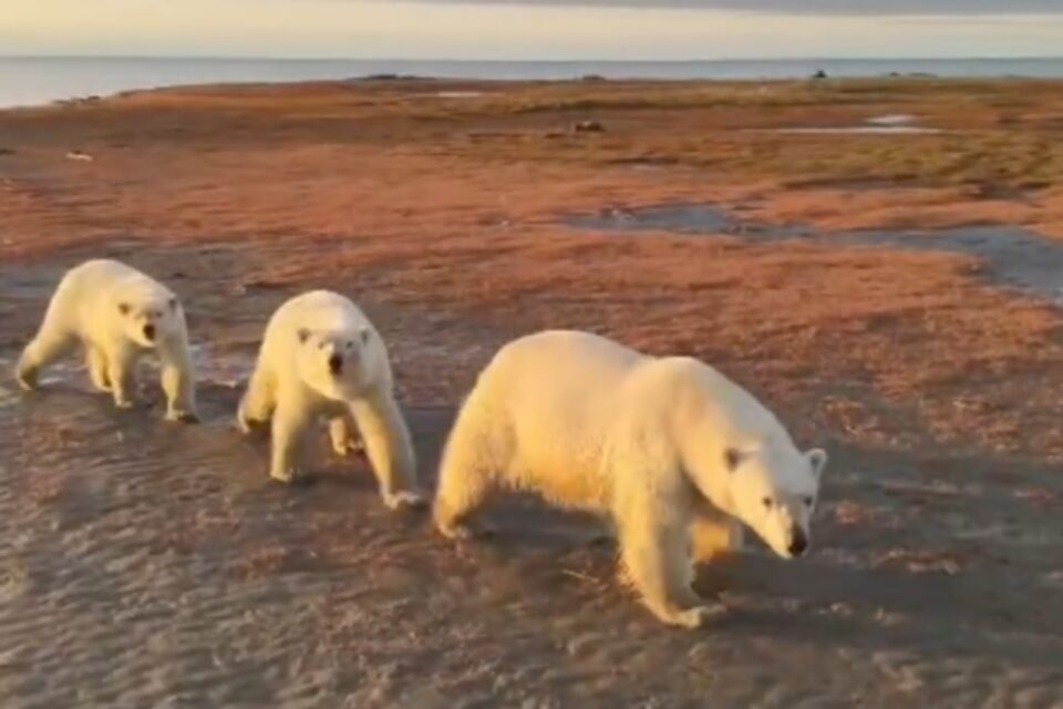 Белую медведицу с двумя детенышами сняли с коптера в Якутии