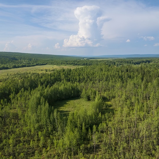 лесовосстановление