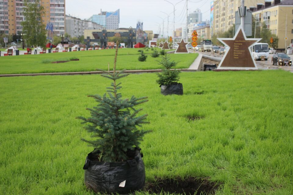 В Якутске на площади Победы высадили 33 ели