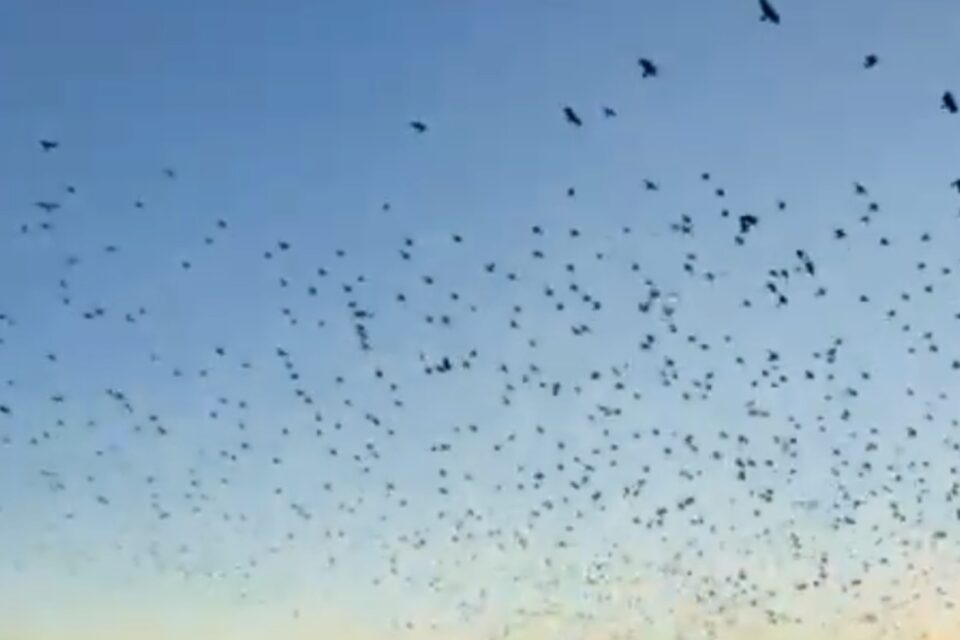 В Якутии сняли на видео пролет стаи из тысячи ворон