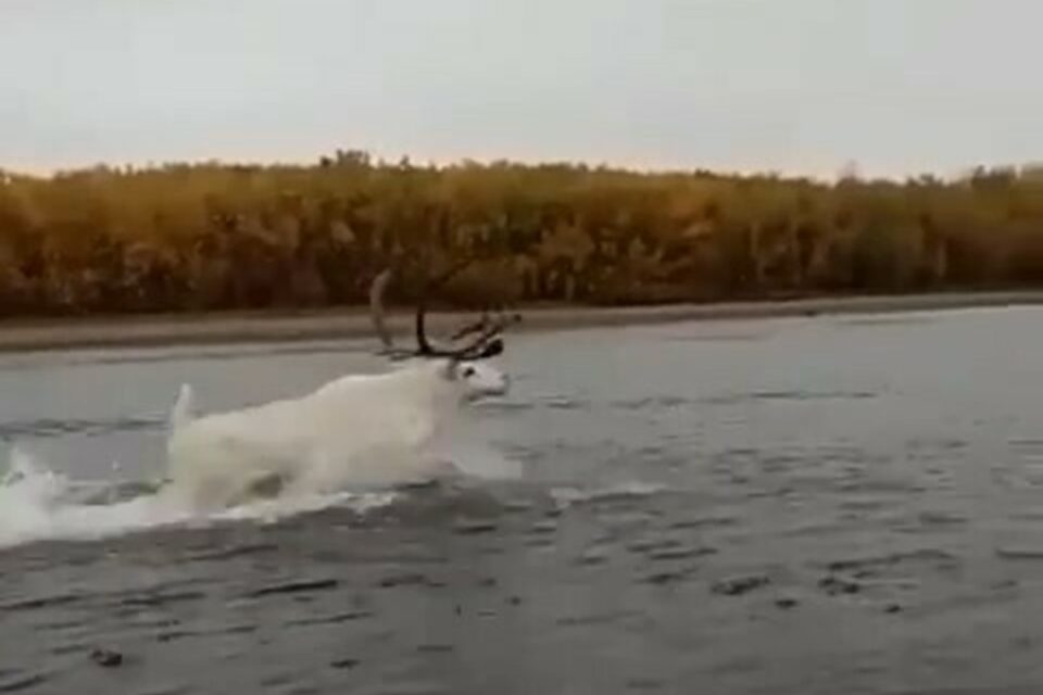 В Якутии снова вирусится видео с редким белым оленем