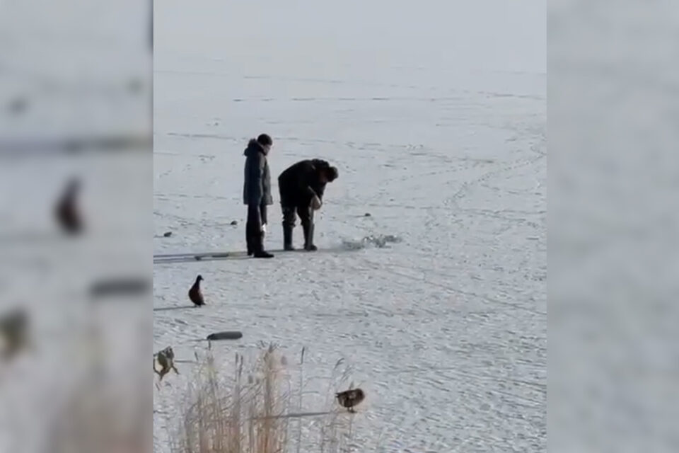 В Якутске начали отлавливать уток на замерзшем Сайсарском озере
