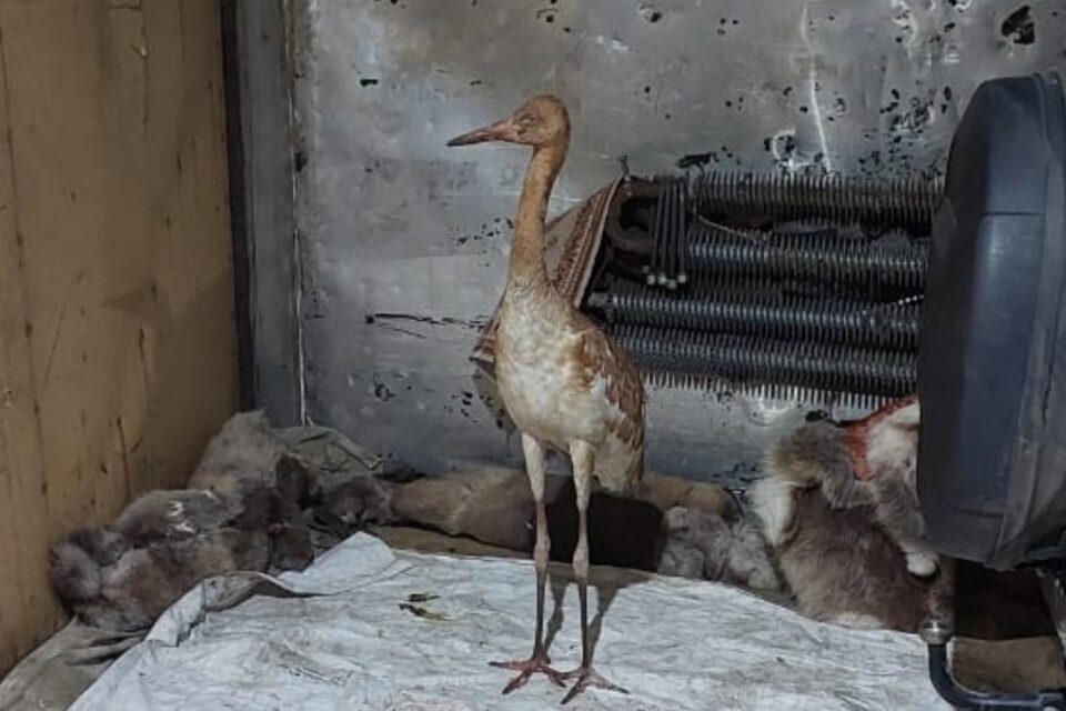 Найденного в тундре птенца стерха примет зоопарк «Орто Дойду» в Якутске