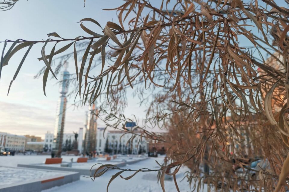 Почему в Якутске деревья не сбросили листву к зиме, объяснил ученый