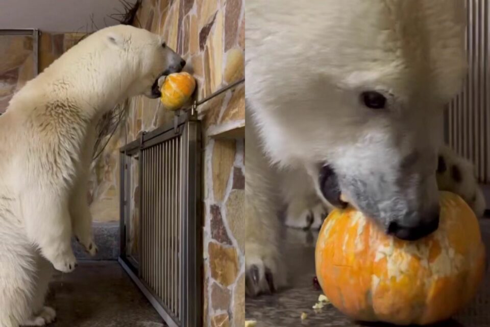 Видео: белая медведица Хаарчаана наслаждается тыквой и клюквой