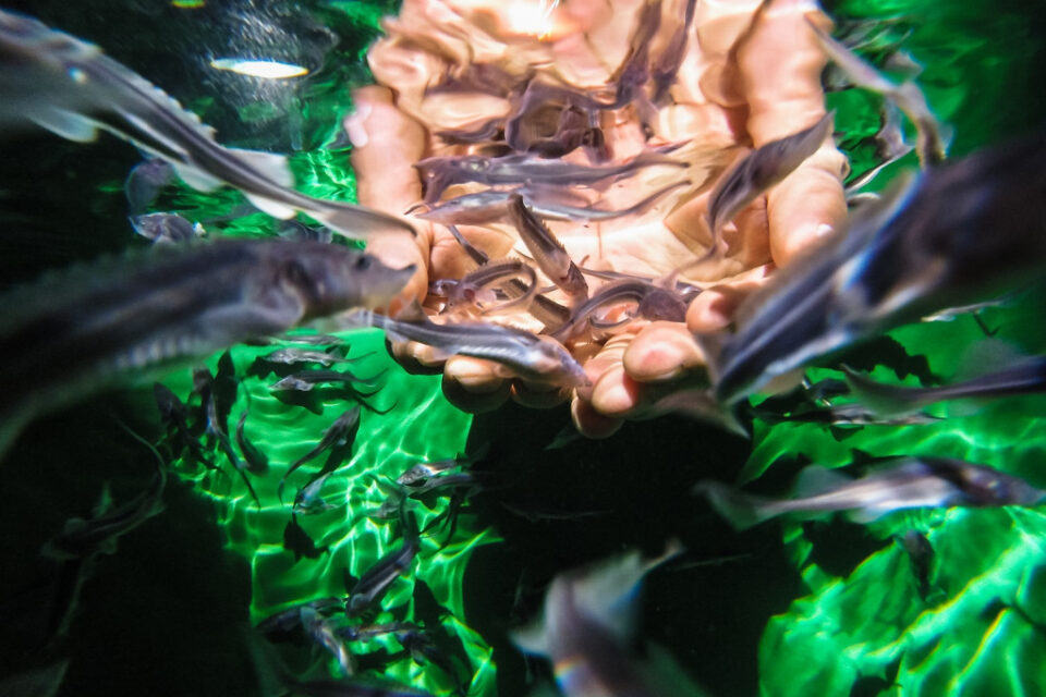 Нефтяники подвели итоги сезона зарыбления