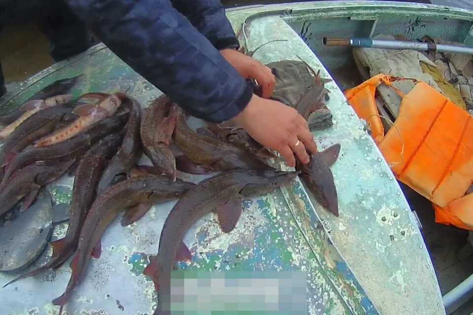 В Якутии двум пенсионерам грозит до 8 лет лишения свободы за вылов осетра
