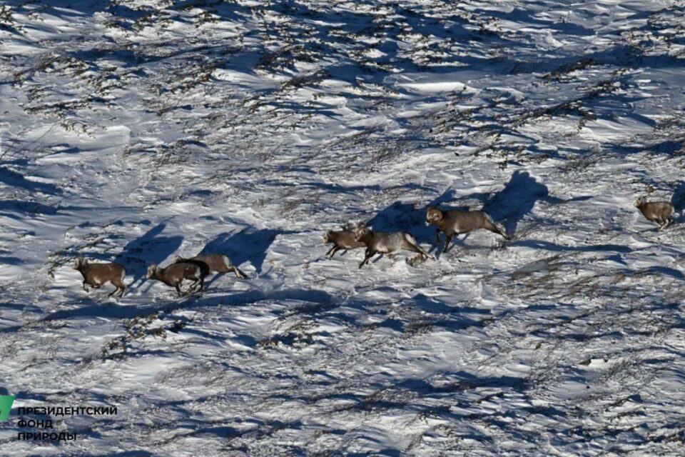 В Якутии начали следить за популяцией снежного барана