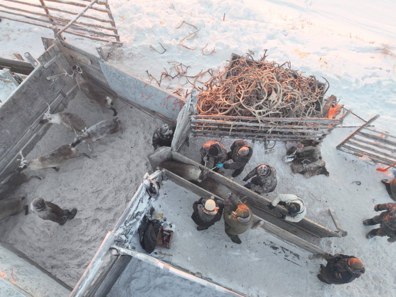 корализация оленей