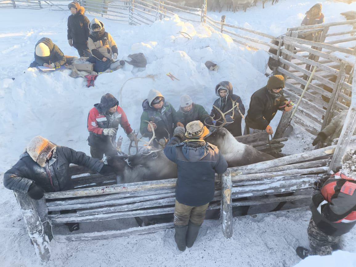 корализация оленей