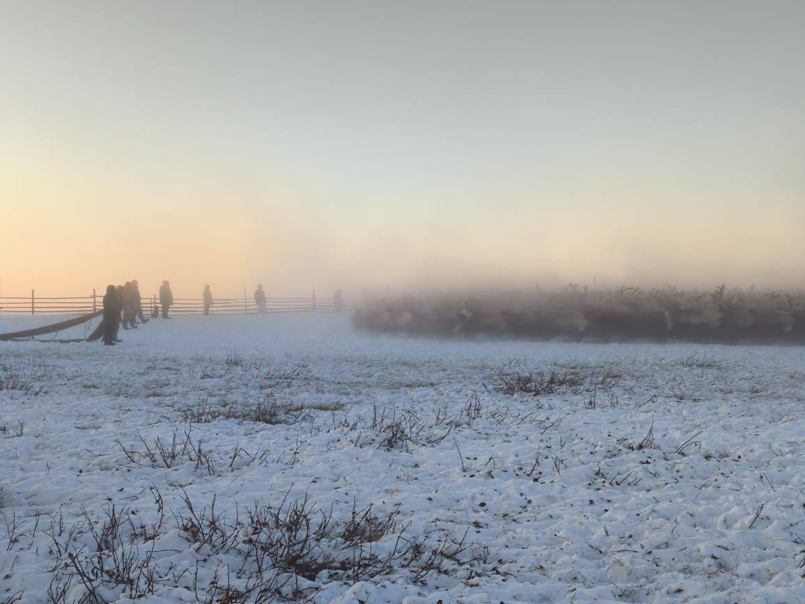 корализация оленей