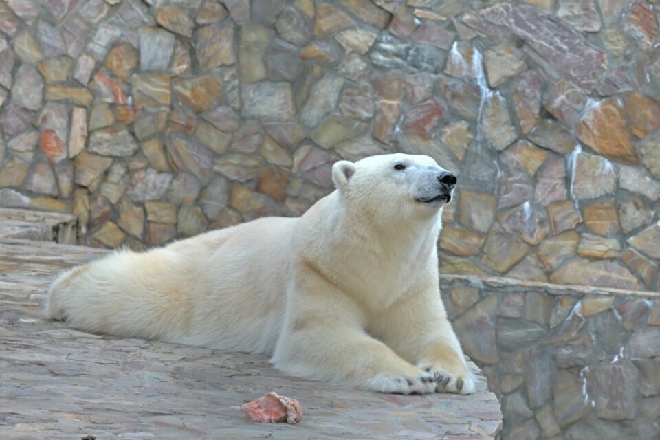Новое видео с медведицей Хаарчааной показали в Ленинградском зоопарке