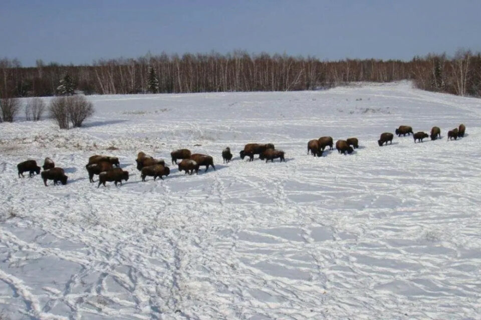 Как экологи АЛРОСА помогают сохранять уникальный природный баланс Якутии
