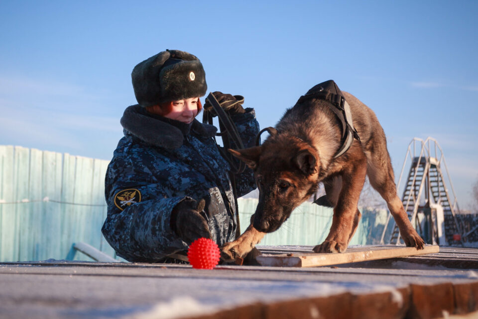 Новые щенки начнут службу в УФСИН Якутии