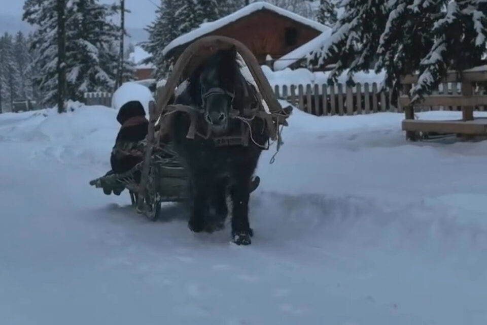 Видео: «деревенское такси» умилило жителей Якутии