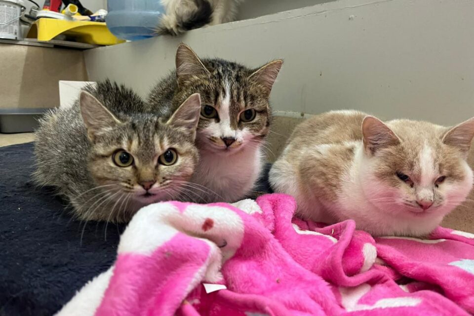 В Якутии стартап пристроил более 60 кошек и запустил систему подписок