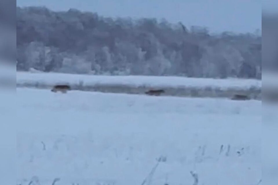«Стая волков в Якутске»: в Минэкологии прокомментировали распространившееся видео в соцсетях