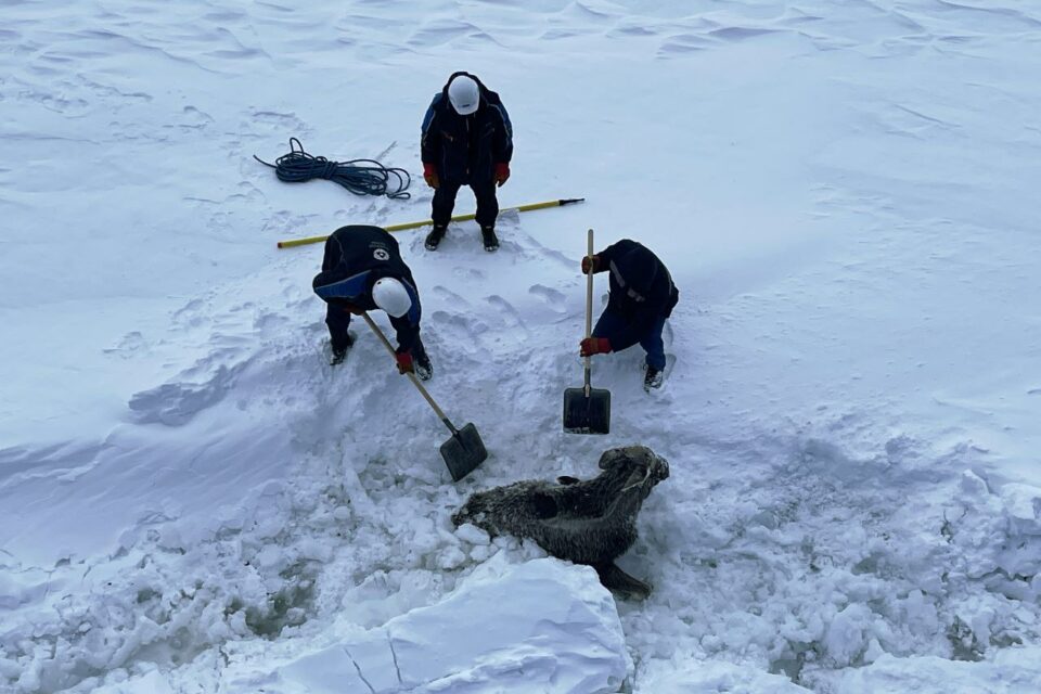 Экипаж атомного ледокола «Якутия» претендует на премию «Мой ласковый и нужный зверь»