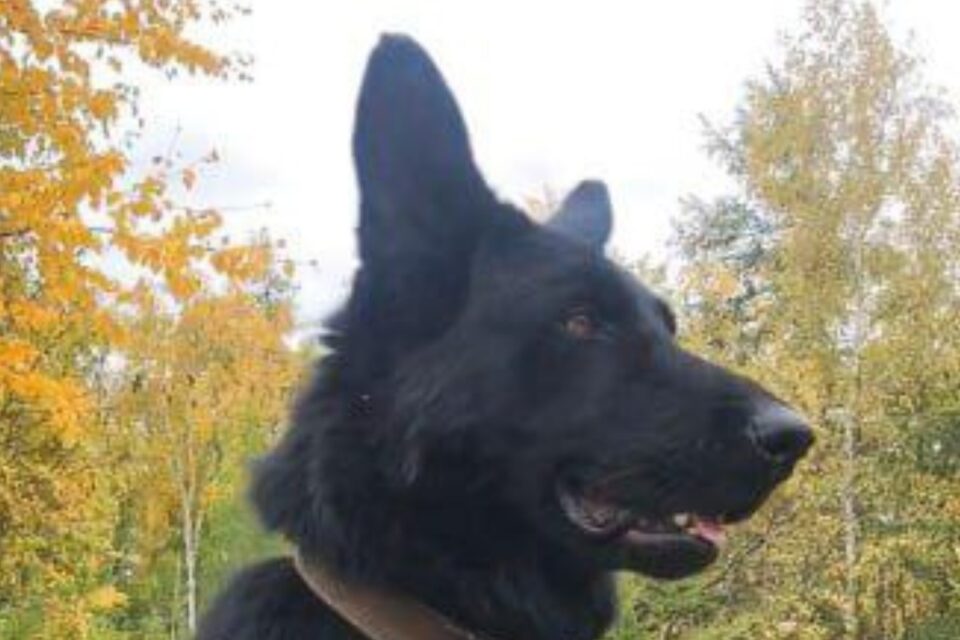 В Якутии уходит на пенсию легендарный следопыт Арес