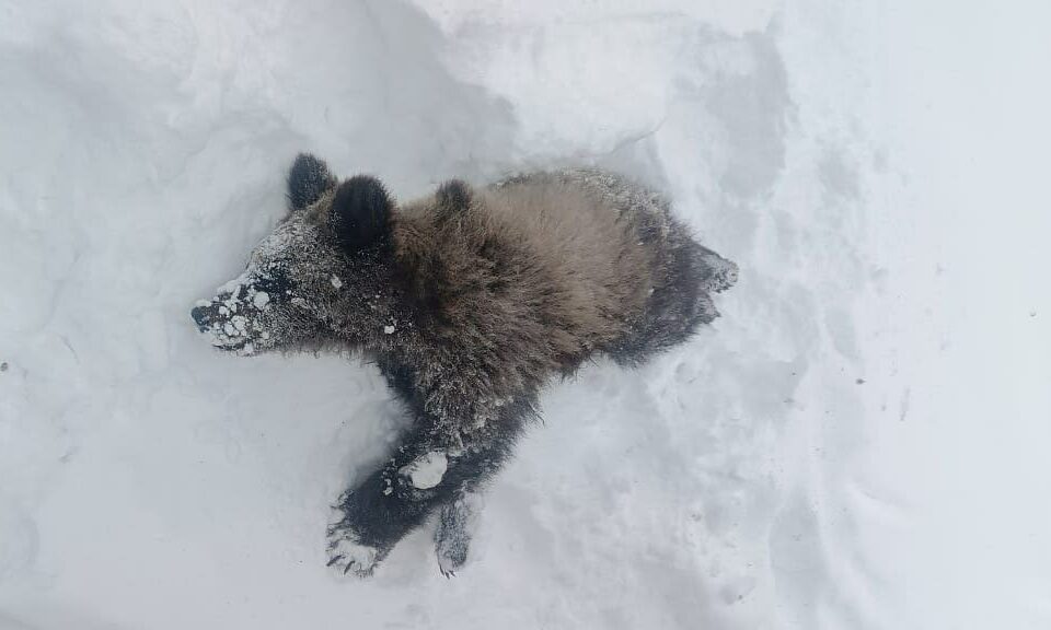В Момском районе охотники ликвидировали медведя-пестуна