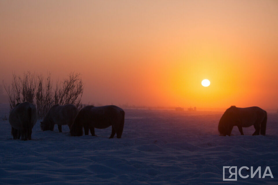 Пока в Якутии была ночь: покупка Домодедово, в школу с топором и олимпийский счет