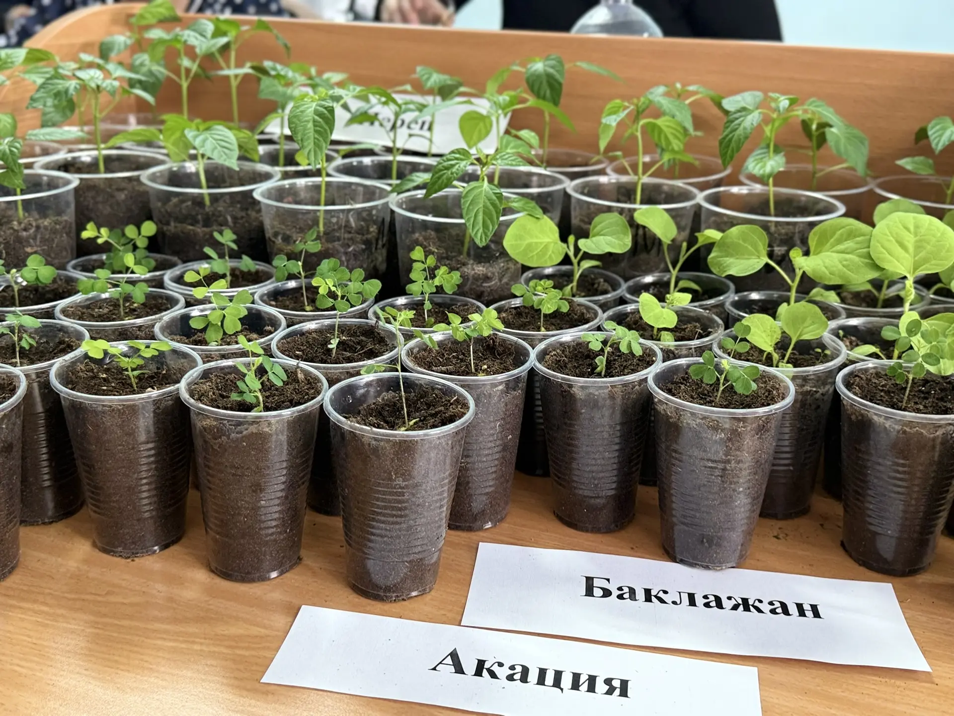 Фото: Мария Горохова/ЯСИА